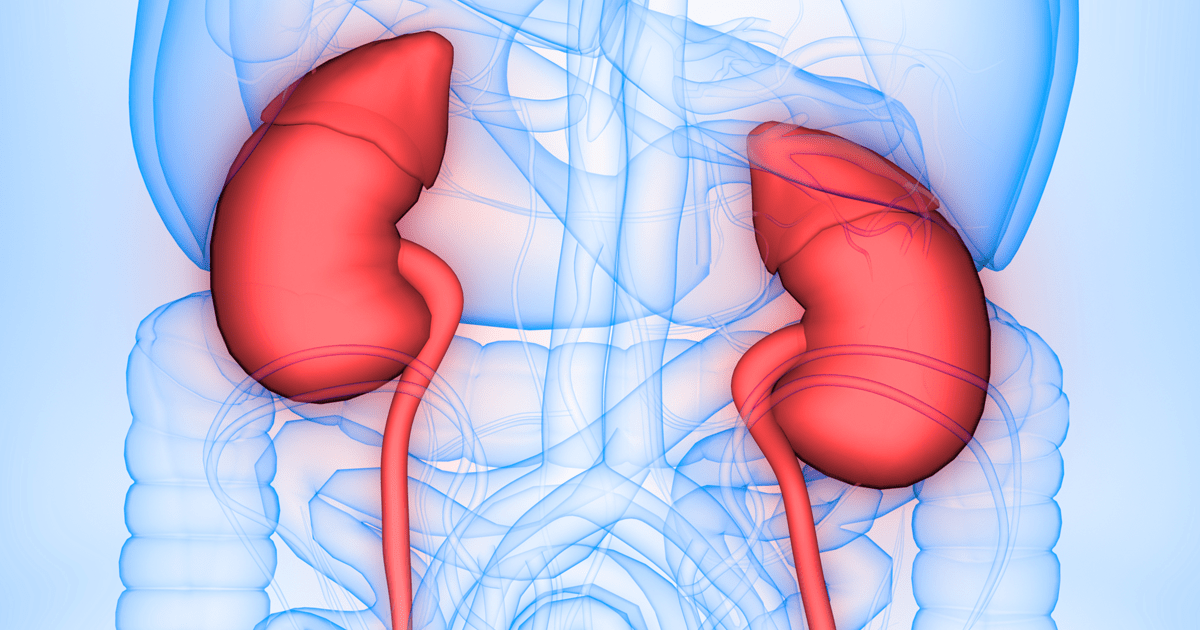 Diagram of kidneys in human body