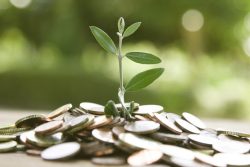 Picture of plant growing from a pile of coins