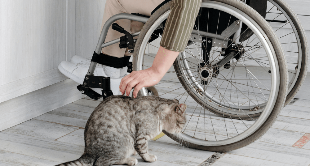 Women in wheelchair feeds cat