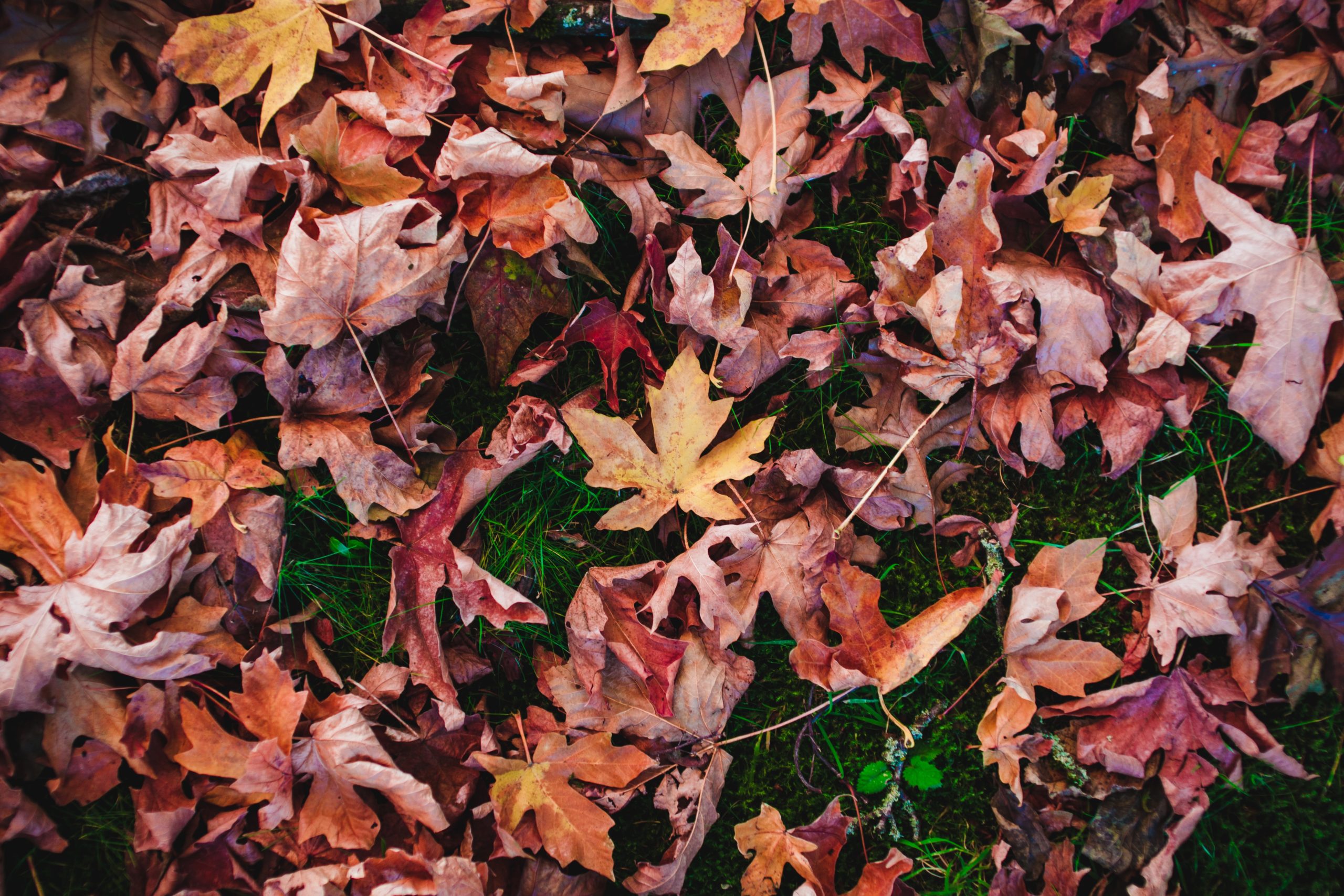 Fall leaves on the ground