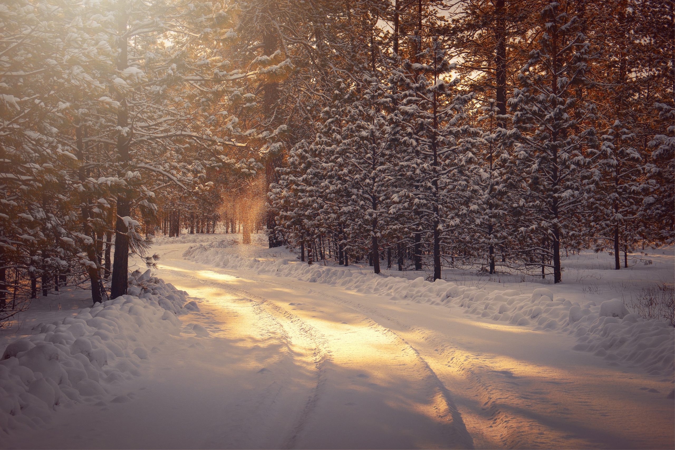 Winter scene of nature trail and pine trees